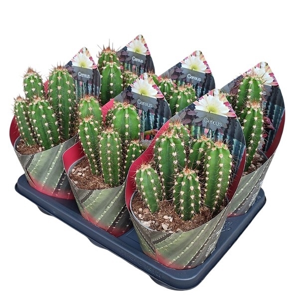 <h4>NEORAIMONDIA HERZOGIANA - POT Ø 14 WITH POTCOVER (CACTUS)</h4>