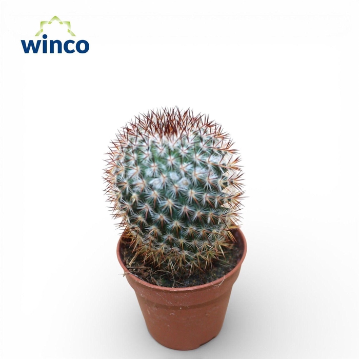 <h4>Mammillaria Bombycina</h4>