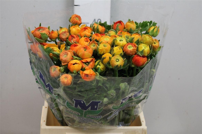 <h4>Ran El Orange</h4>