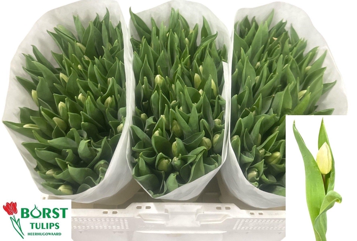 <h4>TU EN WHITE PRINCE</h4>