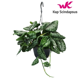 Scindapsus (Epipremnum) Trebie Hang Teruggeknipt
