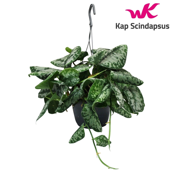 <h4>Scindapsus (Epipremnum) Trebie Hang Teruggeknipt</h4>