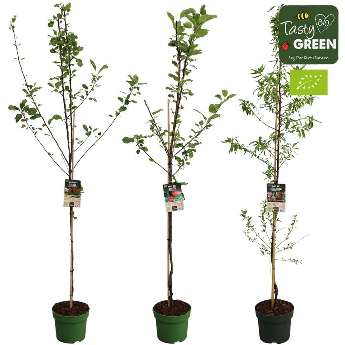 <h4>Fruitbomen overig</h4>