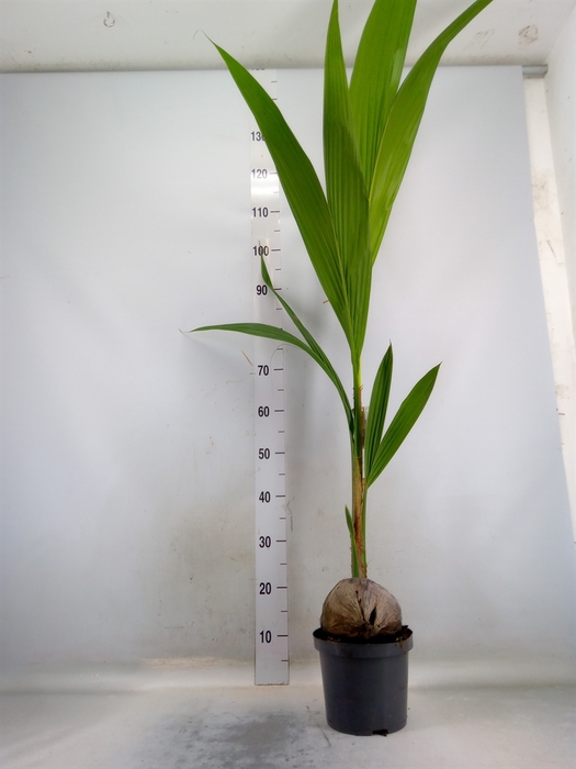 <h4>Cocos nucifera</h4>