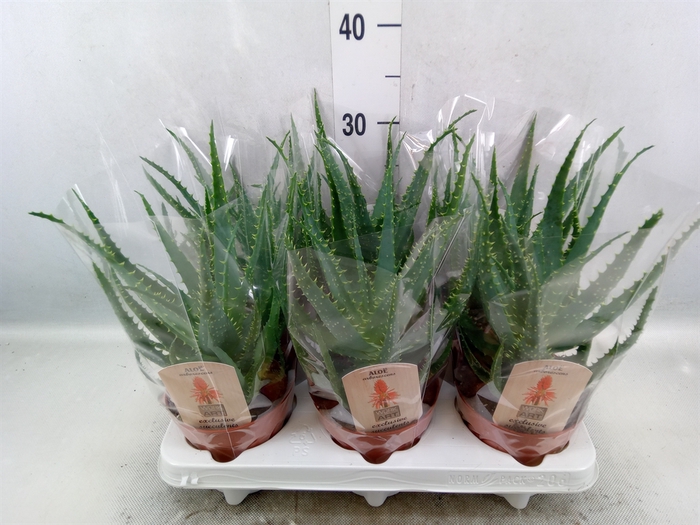 <h4>Aloe arborescens</h4>