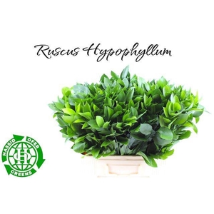 RUSCUS HYPOPHYLLUM