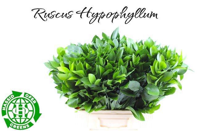<h4>RUSCUS HYPOPHYLLUM</h4>