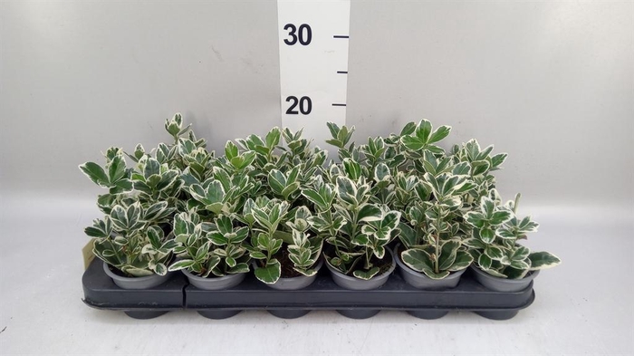 <h4>Euonymus japon. 'Kathy'</h4>