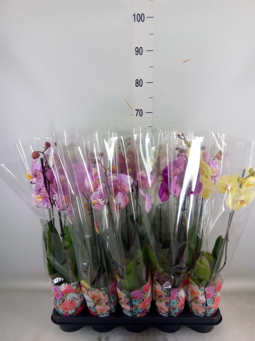 <h4>Phalaenopsis   ...</h4>