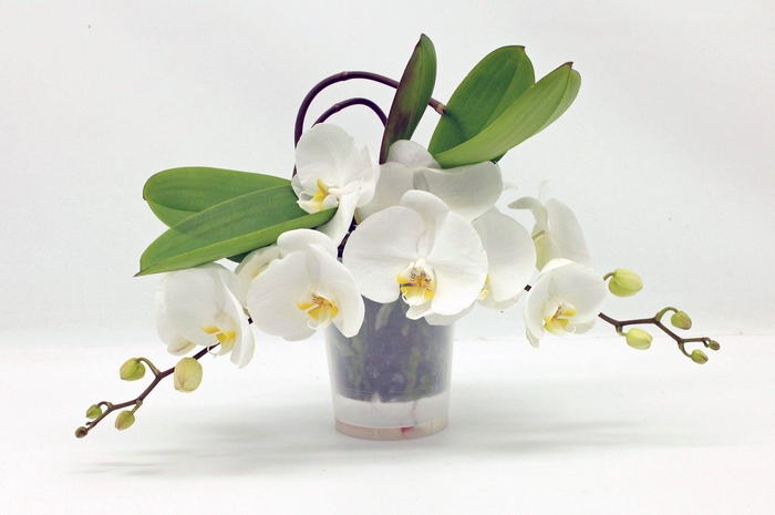 <h4>Table LOS RIJP WIT</h4>