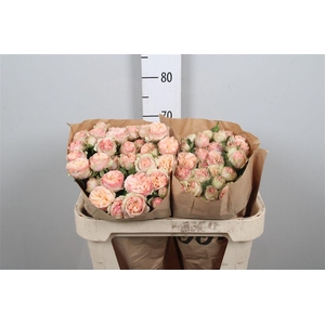 R Tr Gentle Trendsetter