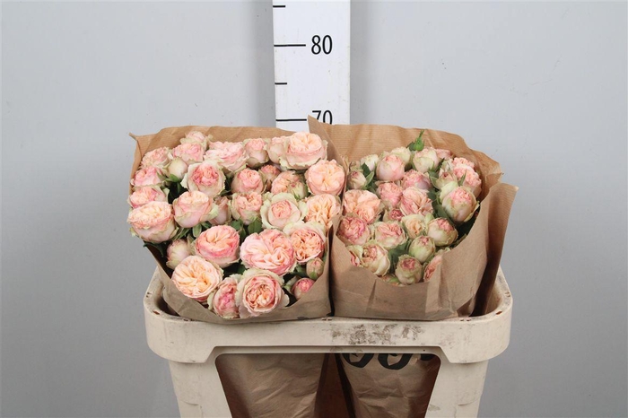 R Tr Gentle Trendsetter