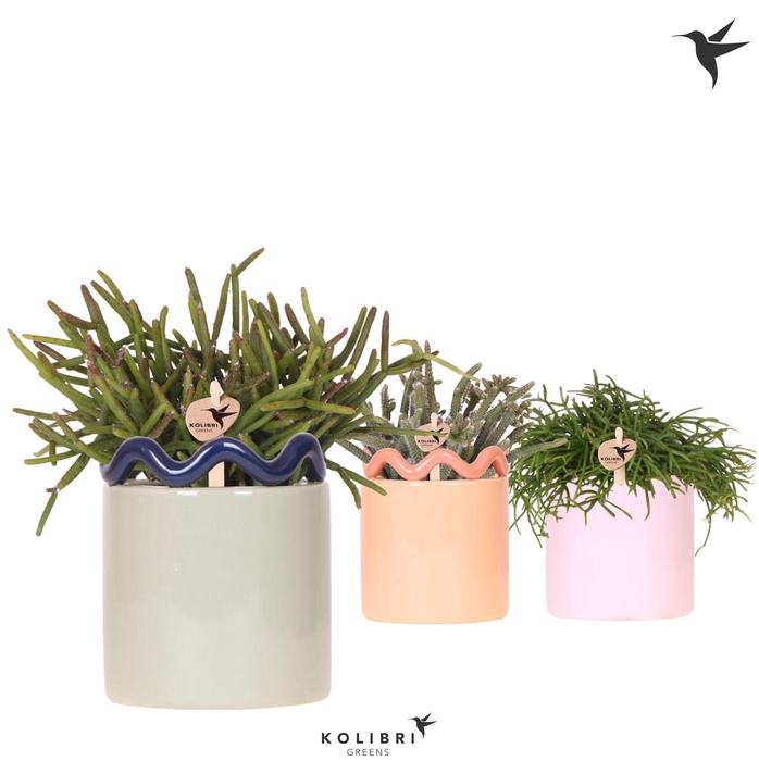 <h4>Kolibri Greens Rhipsalis mix in Funky pot mix</h4>