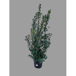 ILEX MES BLUE PRINC