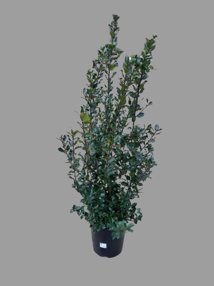 <h4>ILEX MES BLUE PRINC</h4>