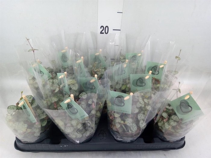 <h4>Ceropegia woodii ssp. woodii</h4>