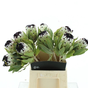 Protea Mag Niobe