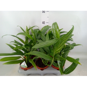 Epipremnum   ...