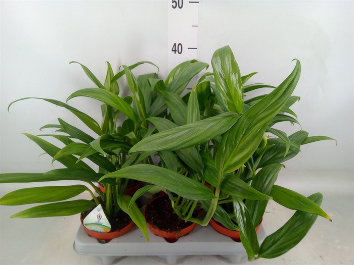 <h4>Epipremnum   ...</h4>