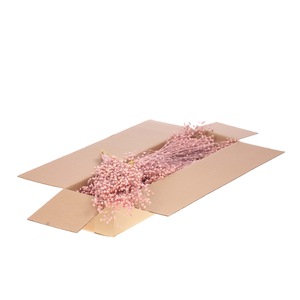 Linum Sb Pink Misty
