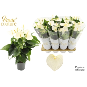 Anthurium 14 cm Cocos in Haute Couture sleeve