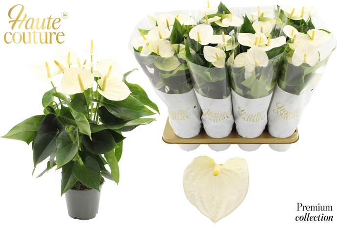 <h4>Anthurium 14 cm Cocos in Haute Couture sleeve</h4>