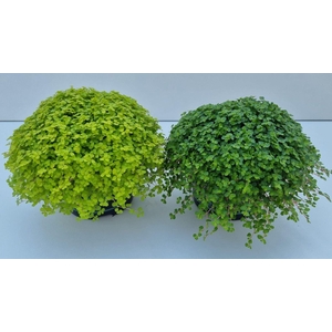 Soleirolia sole. gemengd 2 srtn