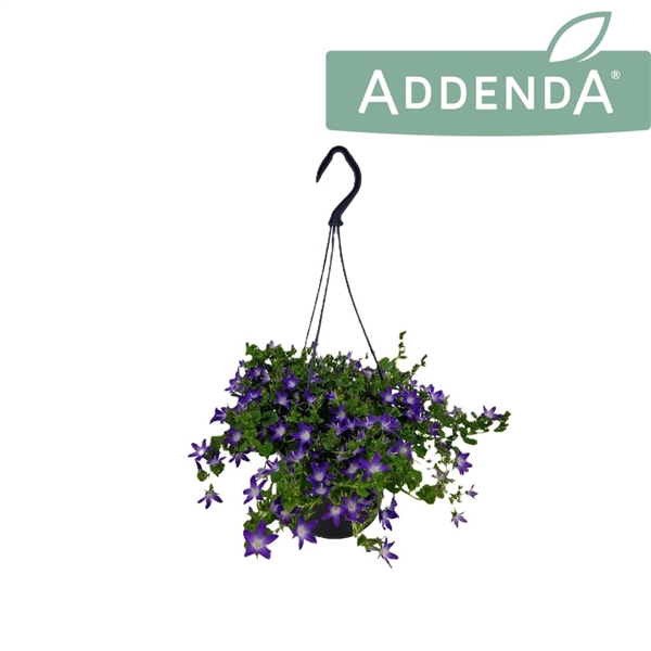 <h4>Campanula Adansa Purple 15 cm Hangpot</h4>