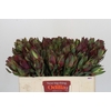 Leucadendron Senorita