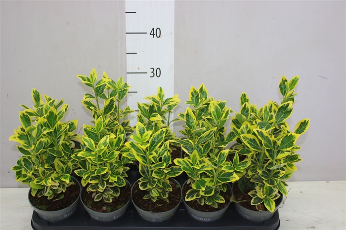 <h4>Euonymus Jap Ovatus Aure</h4>