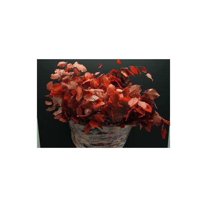 <h4>Dr Beuk Red Stabiliseert</h4>