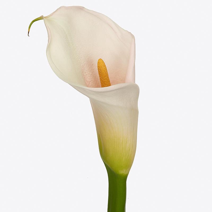 <h4>Zantedeschia Eydolls Salmon</h4>