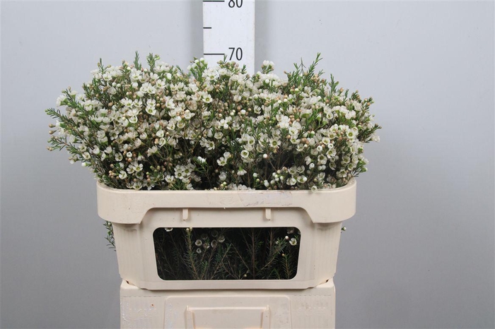 <h4>Chame Crystal Pearl</h4>