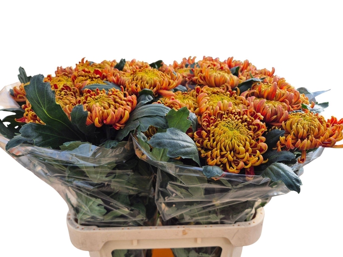 <h4>Chr g Fuego</h4>