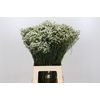 Limonium Pinna Colada