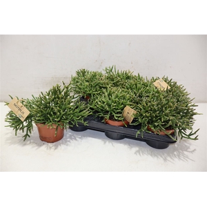 Rhipsalis Burchellii