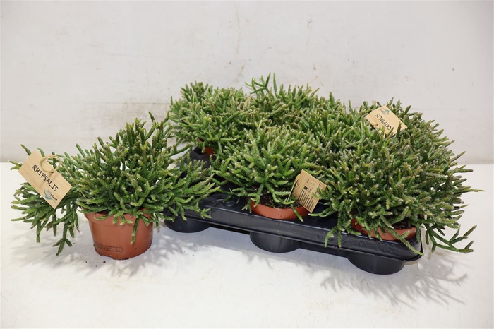 <h4>Rhipsalis Burchellii</h4>