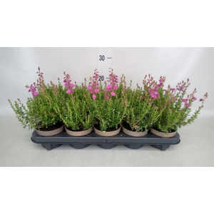 Daboecia cantabrica 'Atropurpurea'