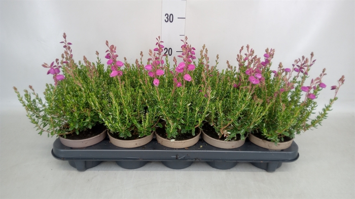 <h4>Daboecia cantabrica 'Atropurpurea'</h4>