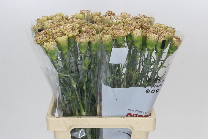 <h4>Dianthus St Viper</h4>