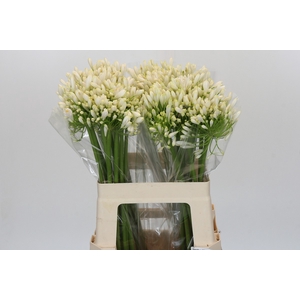 Agapanthus White Heaven