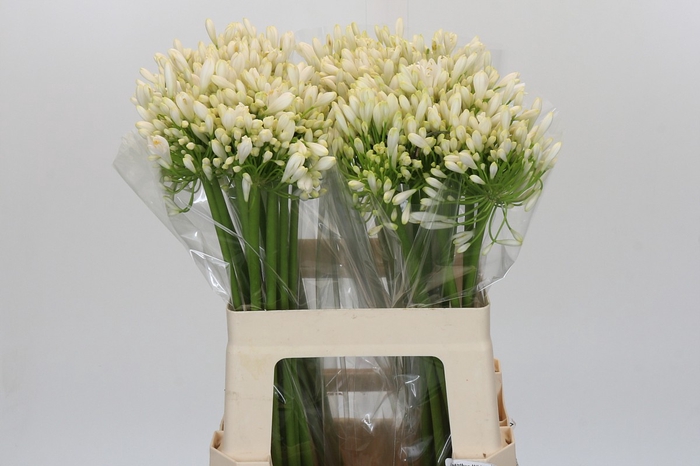 <h4>Agapanthus White Heaven</h4>