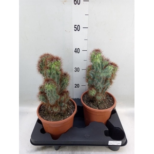 Cereus per. 'Monstrosus'