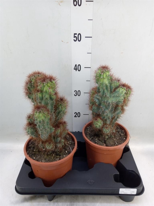 <h4>Cereus per. 'Monstrosus'</h4>