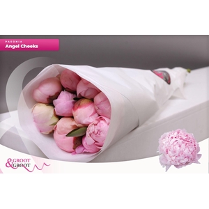 Paeonia Angel Cheeks | Heavy Quality