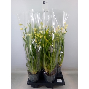 Cymbidium   ...