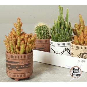 CACTUS GEM