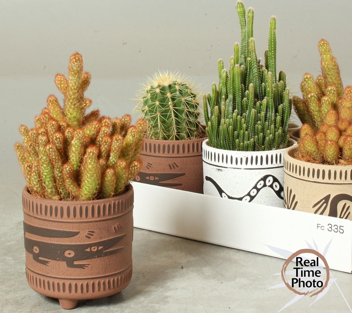 <h4>CACTUS GEM</h4>