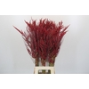 Bromelia Red Paloma