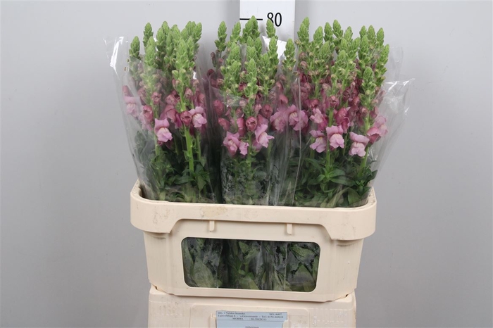 <h4>Antir Poto Lavender</h4>